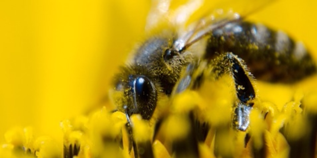 integratori naturali per lo studio